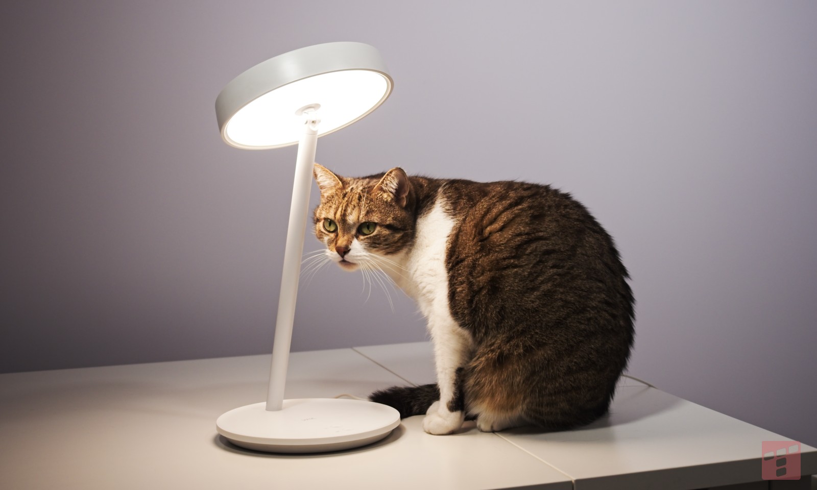 Ta lampka zna sztuczki, których w życiu nie widziałeś. Test WiZ Portrait Desk Lamp