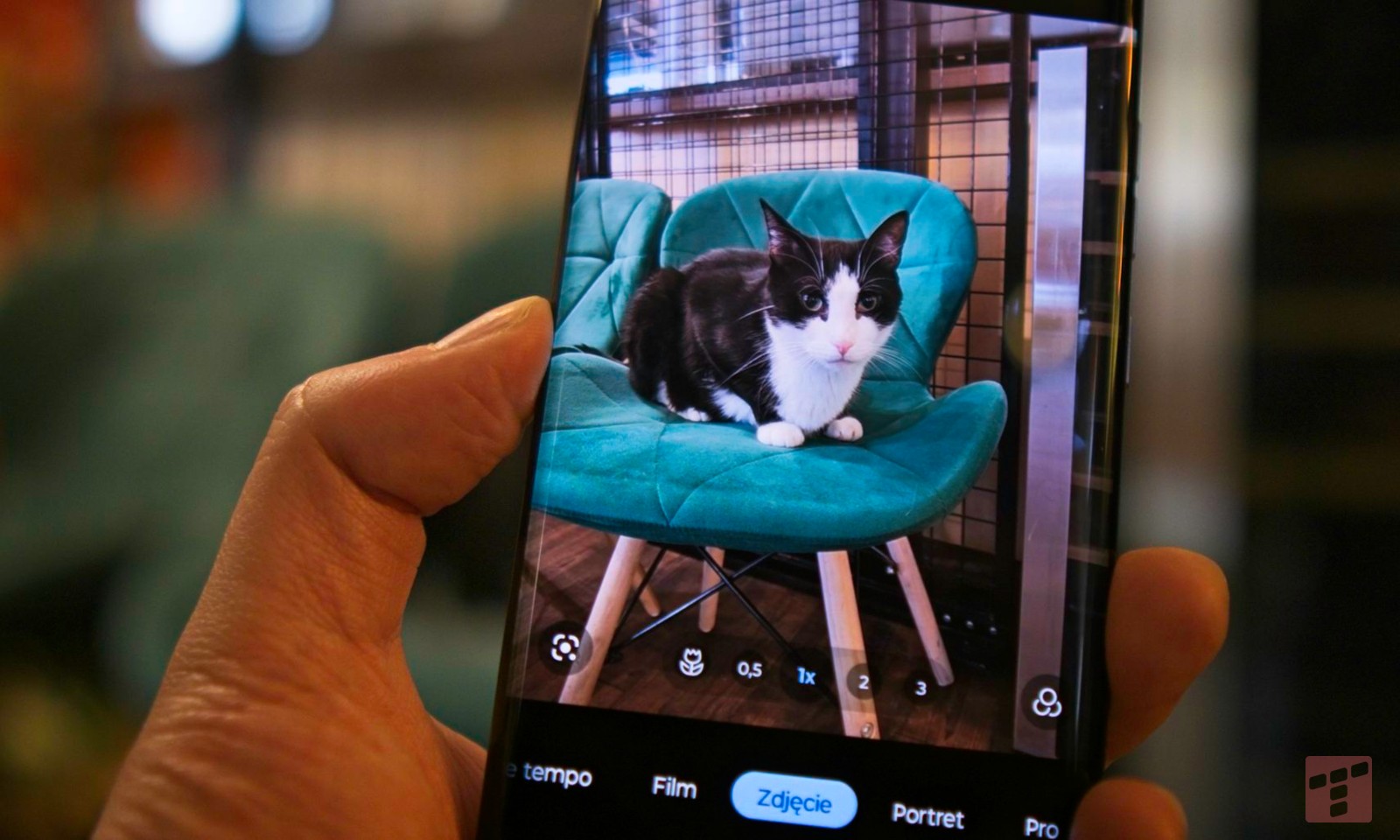 Internet stworzony dla kotów? Motorola to rozumie i obniża ceny