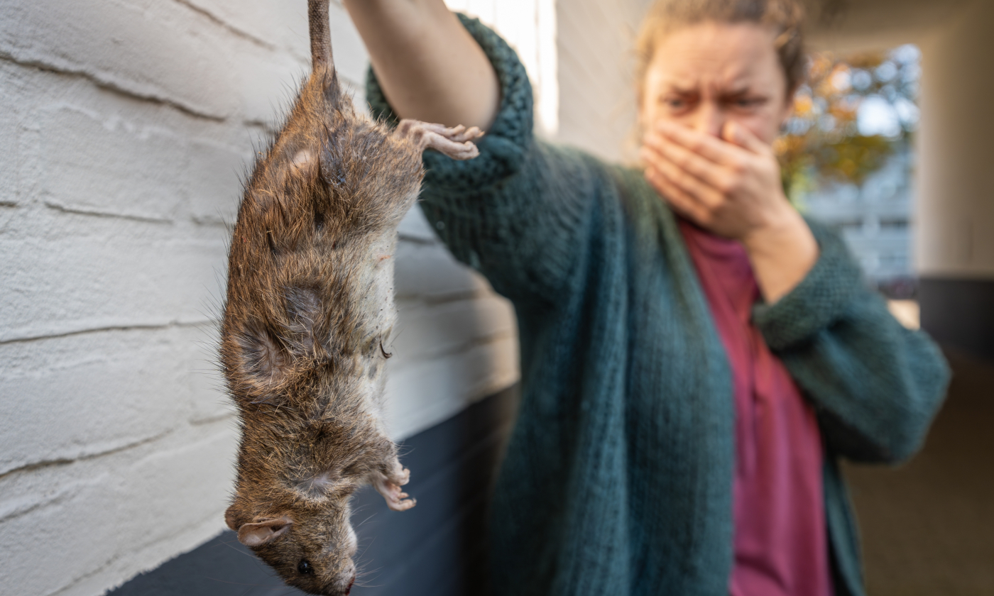 Groźna epidemia i inwazja szczurów. To nie Dishonored, a rzeczywistość na Bałkanach