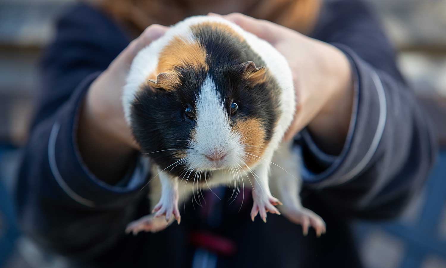 Niechciane zwierzęta domowe pokarmem w ZOO? Internauci oburzeni