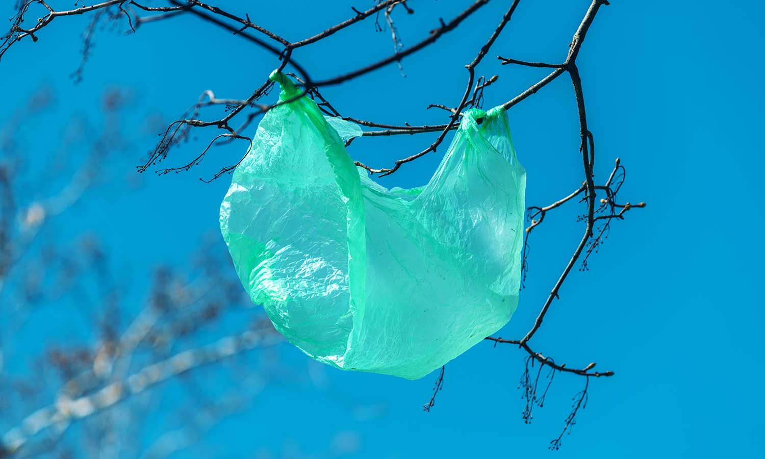 Potrafią pożreć plastikową torbę w ciągu 24 h. Jest jeden haczyk