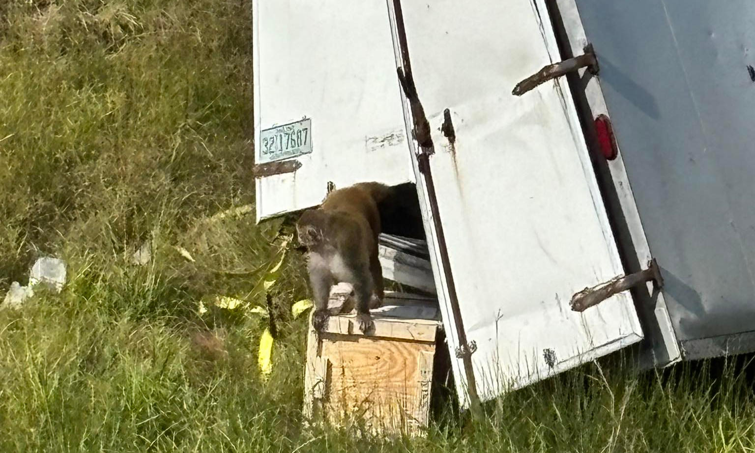 Laboratoryjne małpy zbiegły z ciężarówki. Zaczęło się jak w filmie