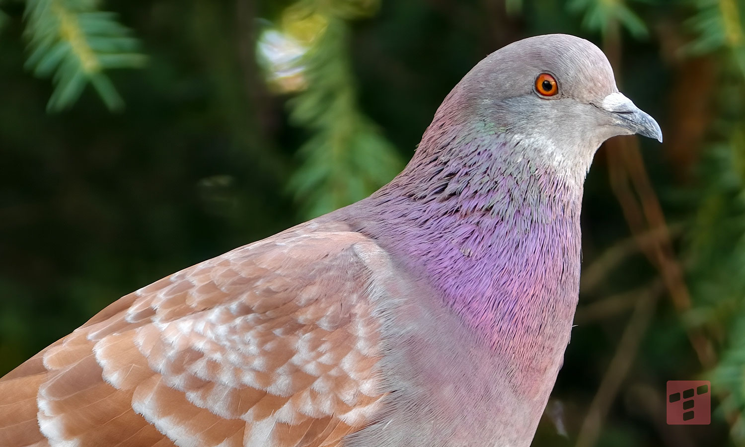 mobilna fotografia na najwyższym poziomie. W końcu?