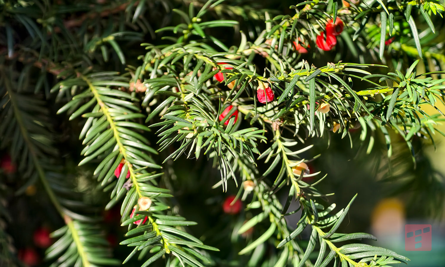 mobilna fotografia na najwyższym poziomie. W końcu?