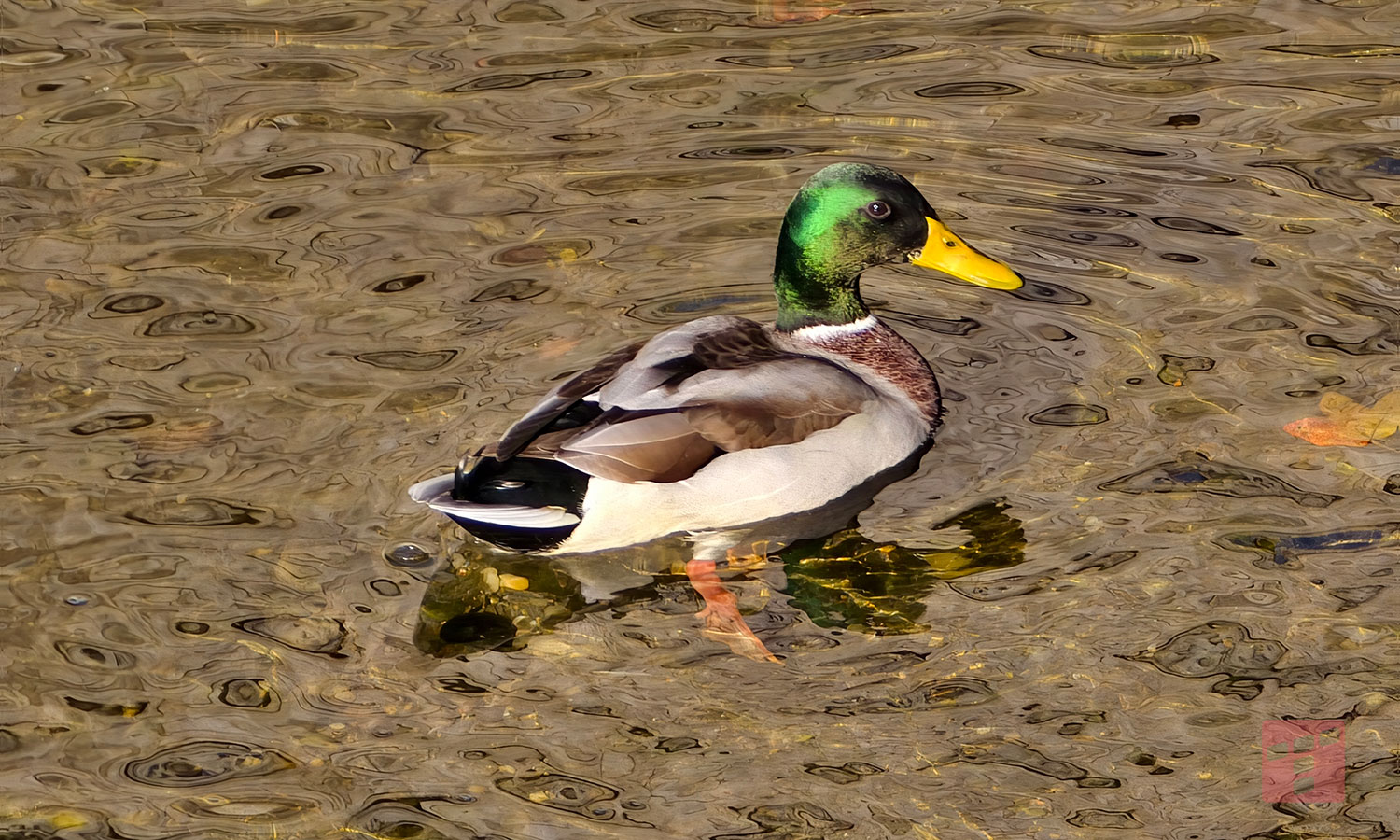 mobilna fotografia na najwyższym poziomie. W końcu?