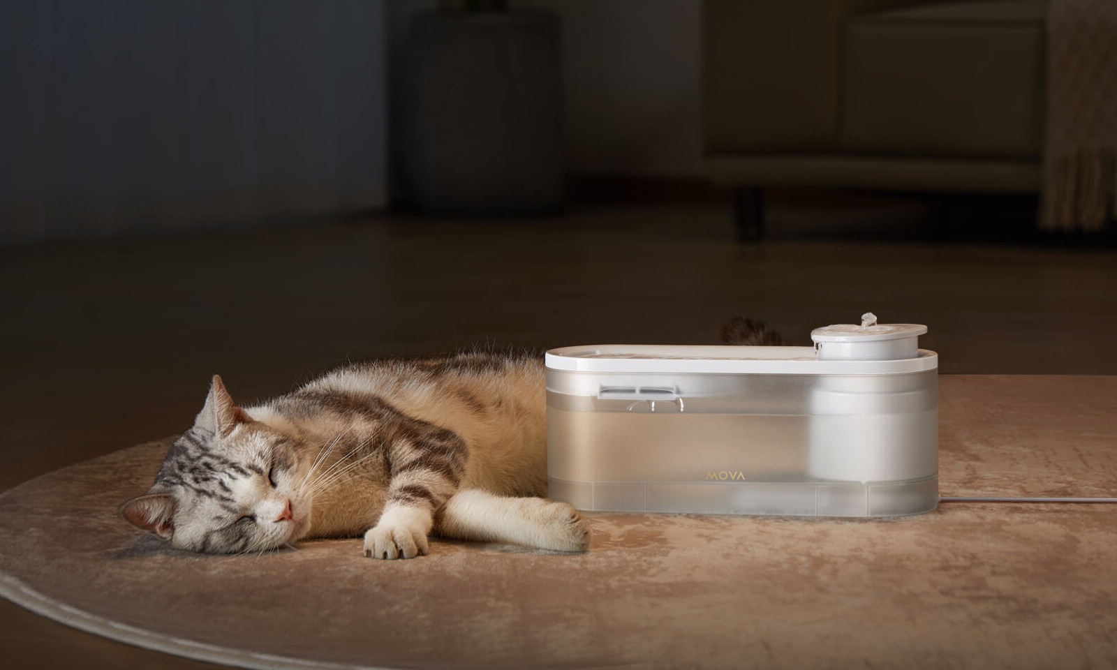 Kochasz zwierzęta? To tej oferty nie możesz przegapić