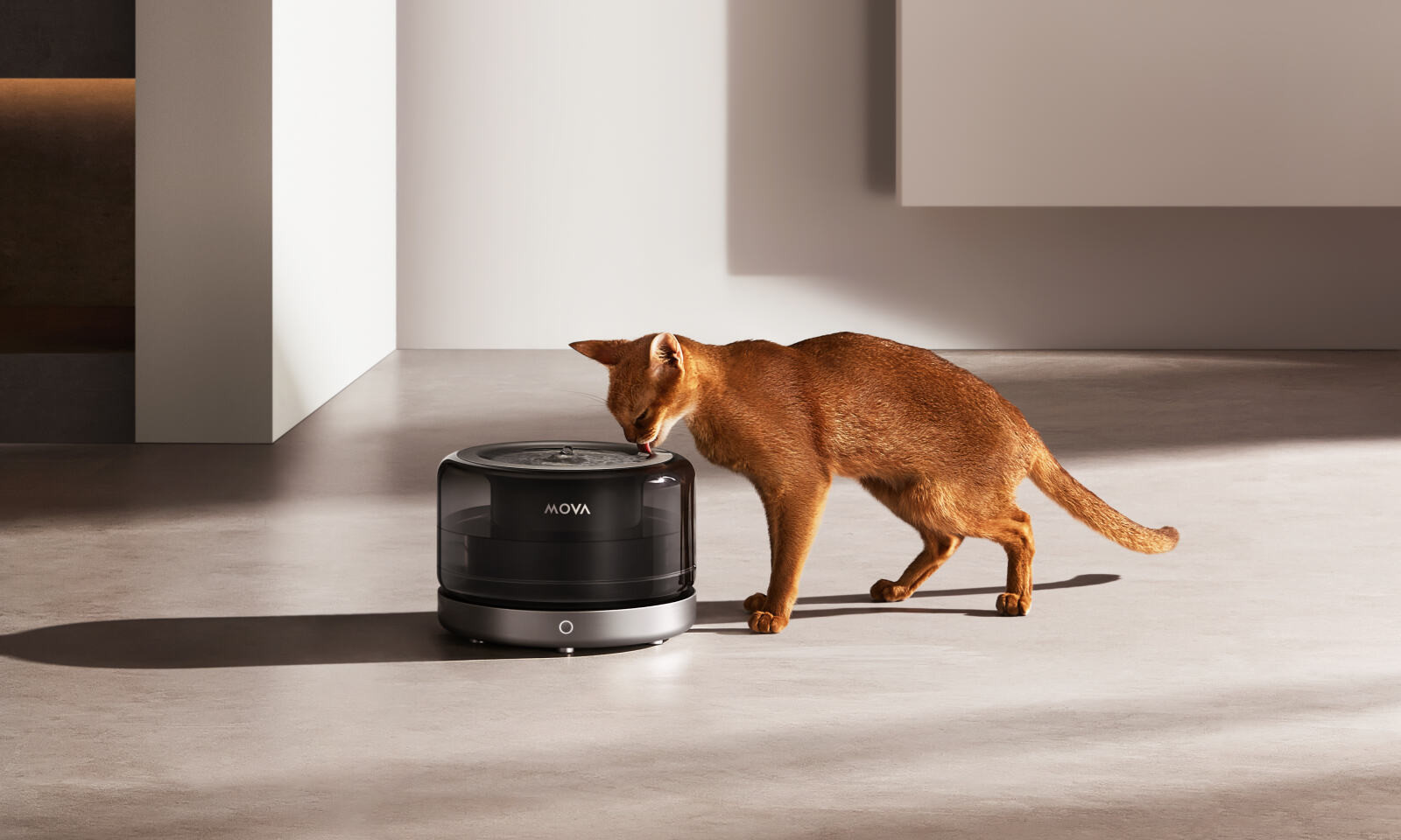 Kochasz zwierzęta? To tej oferty nie możesz przegapić