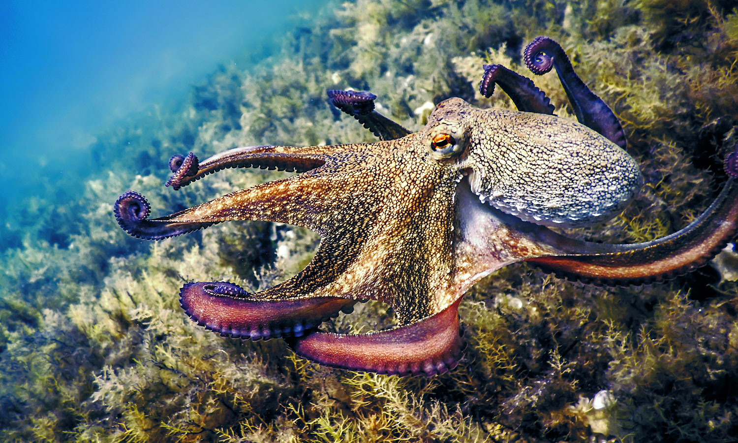 Naukowcom udało się odtworzyć pigment, który daje "supermoce"