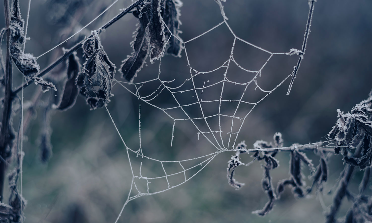 Pająki mogą być aktywne zimą. Jedna rzecz sprawia, że nie zamarzają