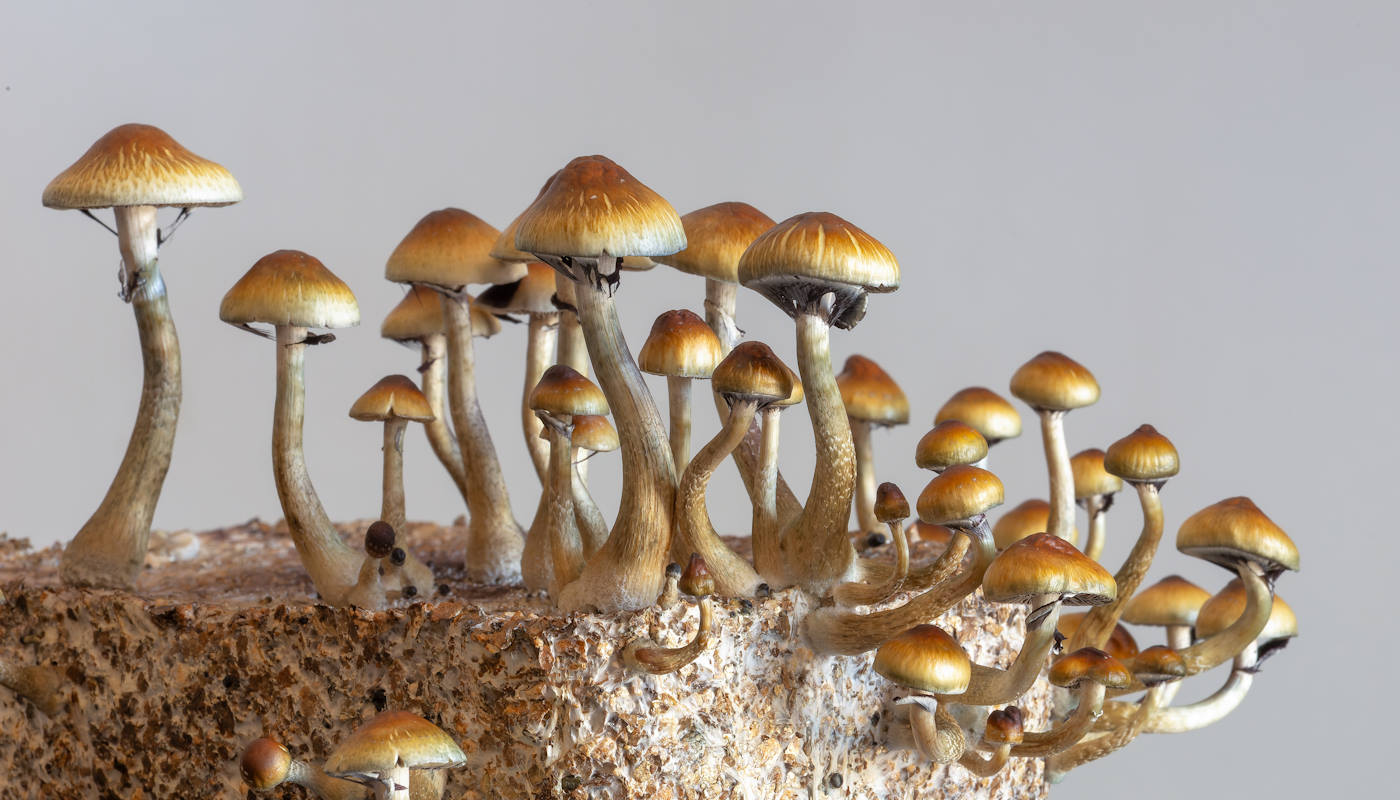 Cierpisz na nerwicę natręctw? Naukowcy: "mogą ci pomóc grzybki"