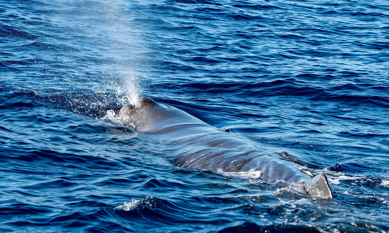 Drony wykryły coś nieoczekiwanego w oddechu wielorybów. To przełom
