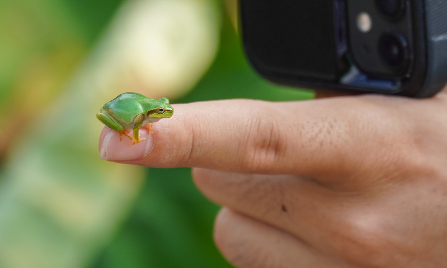 Ekstrakt z żabki prosto w żyłę. W tym szaleństwie jest metoda