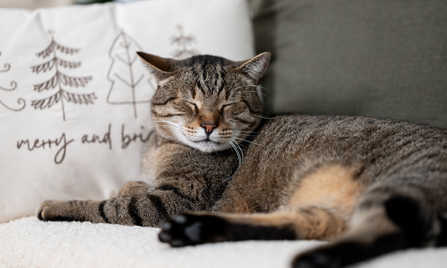 Jak komunikować się z kotem? Jeden gest ma najważniejsze znaczenie