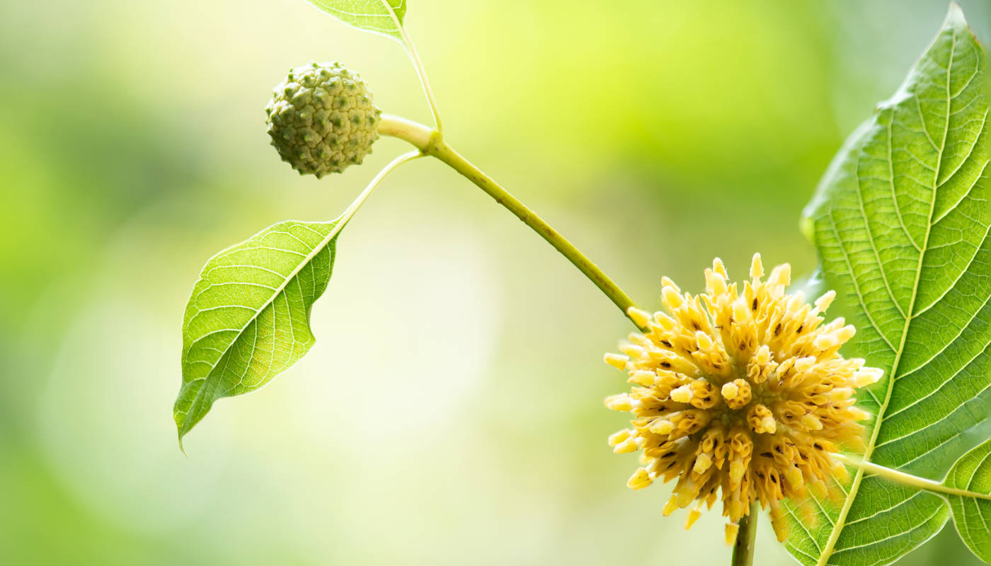 Przełom w biochemii. Związek roślinny kluczem do walki z rakiem