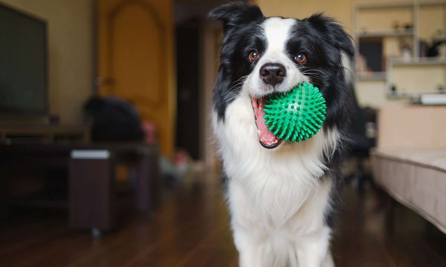 Utalentowane psy uczą się nazw przedmiotów. Mają na to sposób