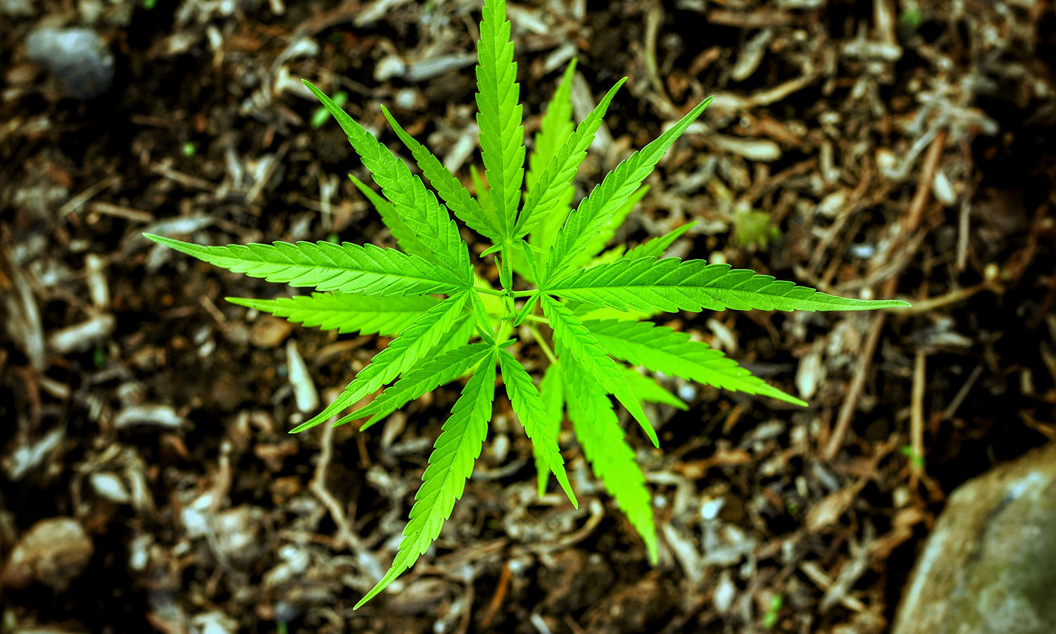 Naukowcy jeszcze lepiej zbadali konopie. "To utalentowana roślina"