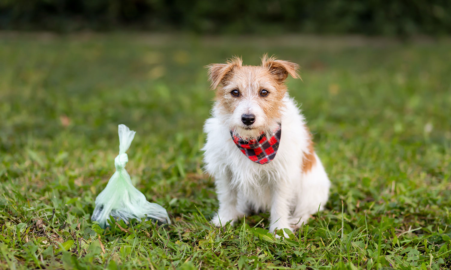 Naukowcy znaleźli coś nieoczekiwanego w psich odchodach. To nic dobrego