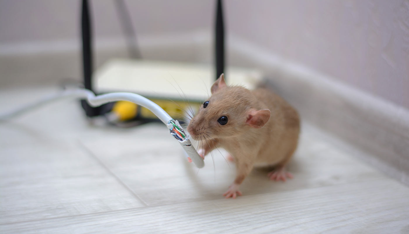 Dostawca internetu zbankrutował. Wszystko przez... gryzonie