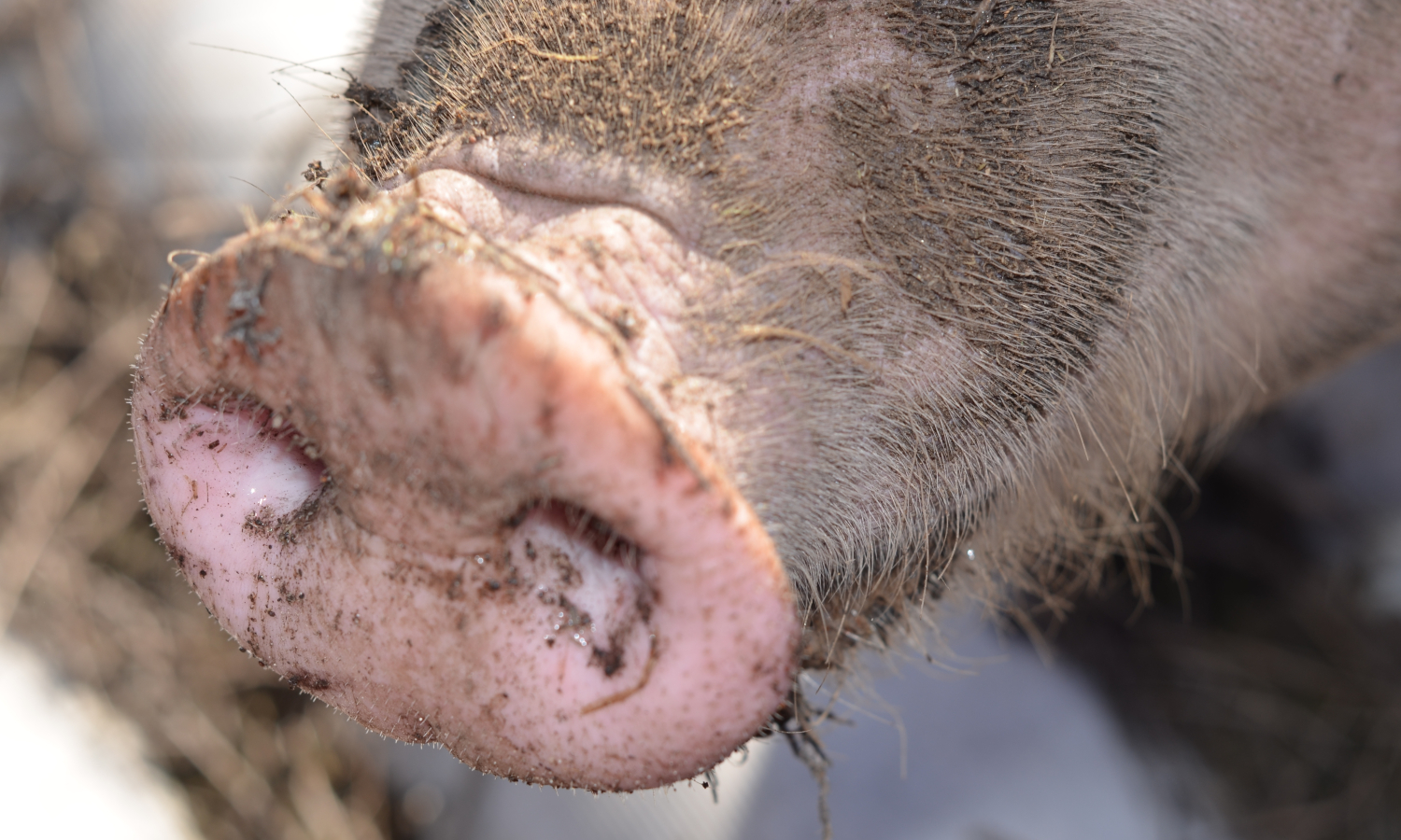 Świnia lecąca dronem przyczyną blackoutu. Takie rzeczy tylko w Chinach