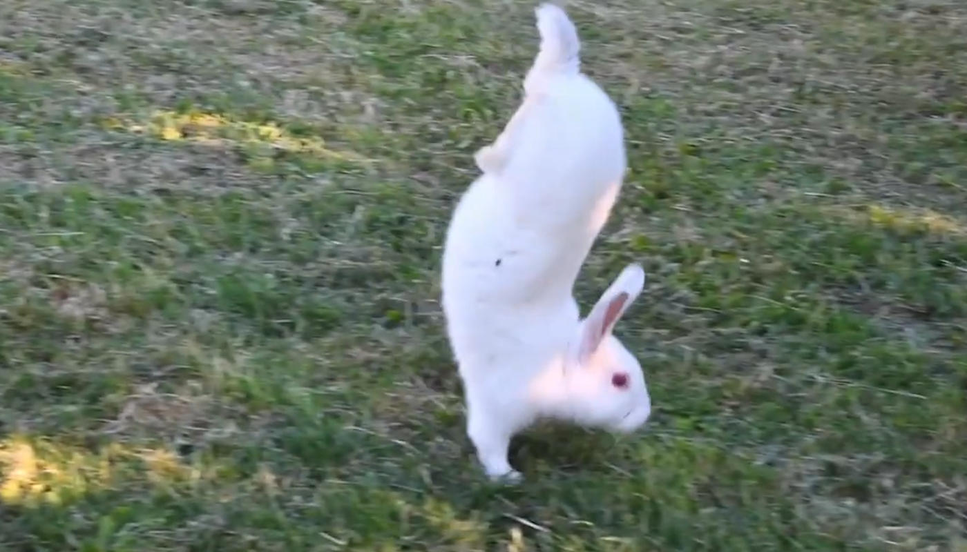Poruszają się inaczej niż inne. Te króliki to prawdziwa anomalia