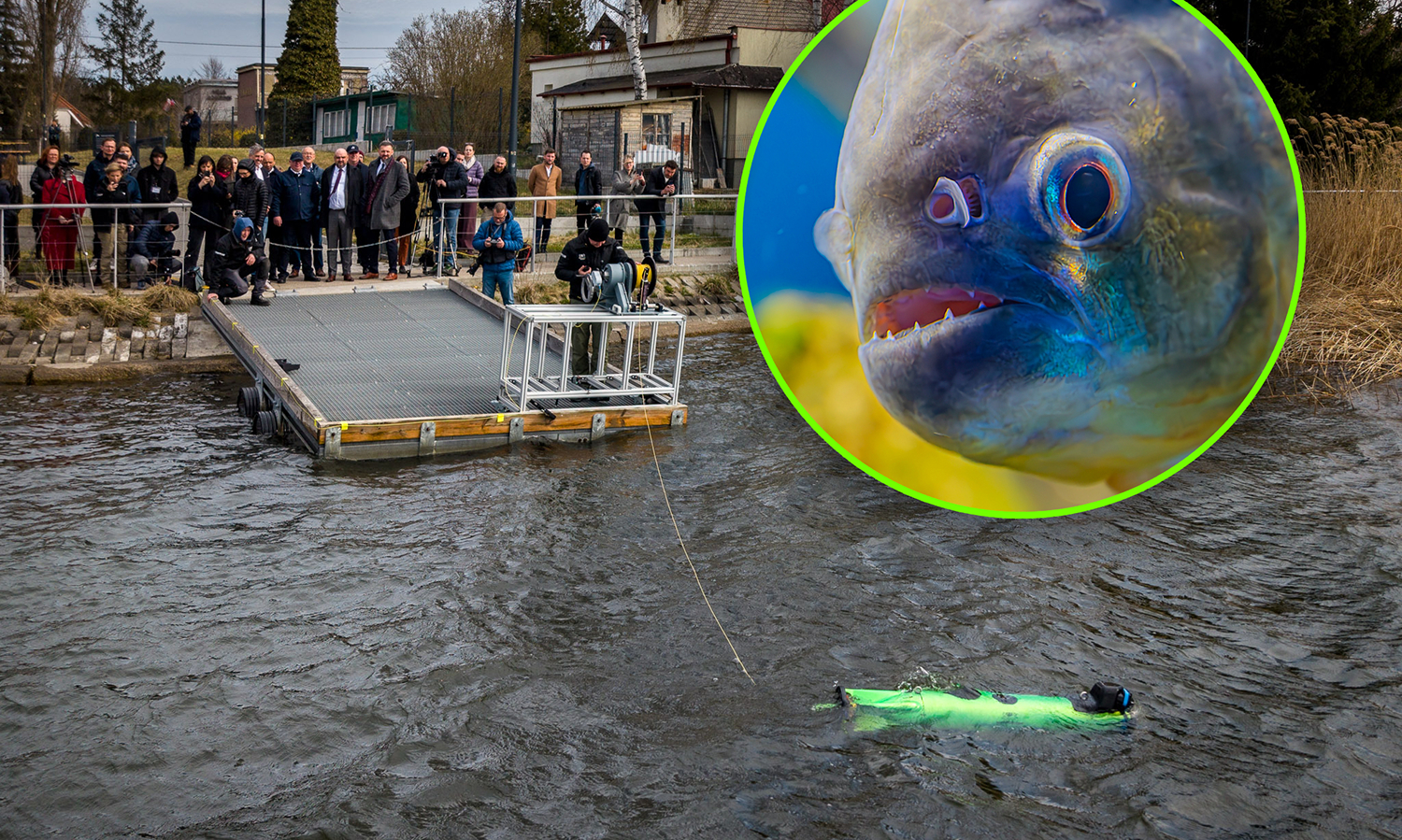 Pirania wynurzyła się z wody. 14 kwietnia przełomową datą