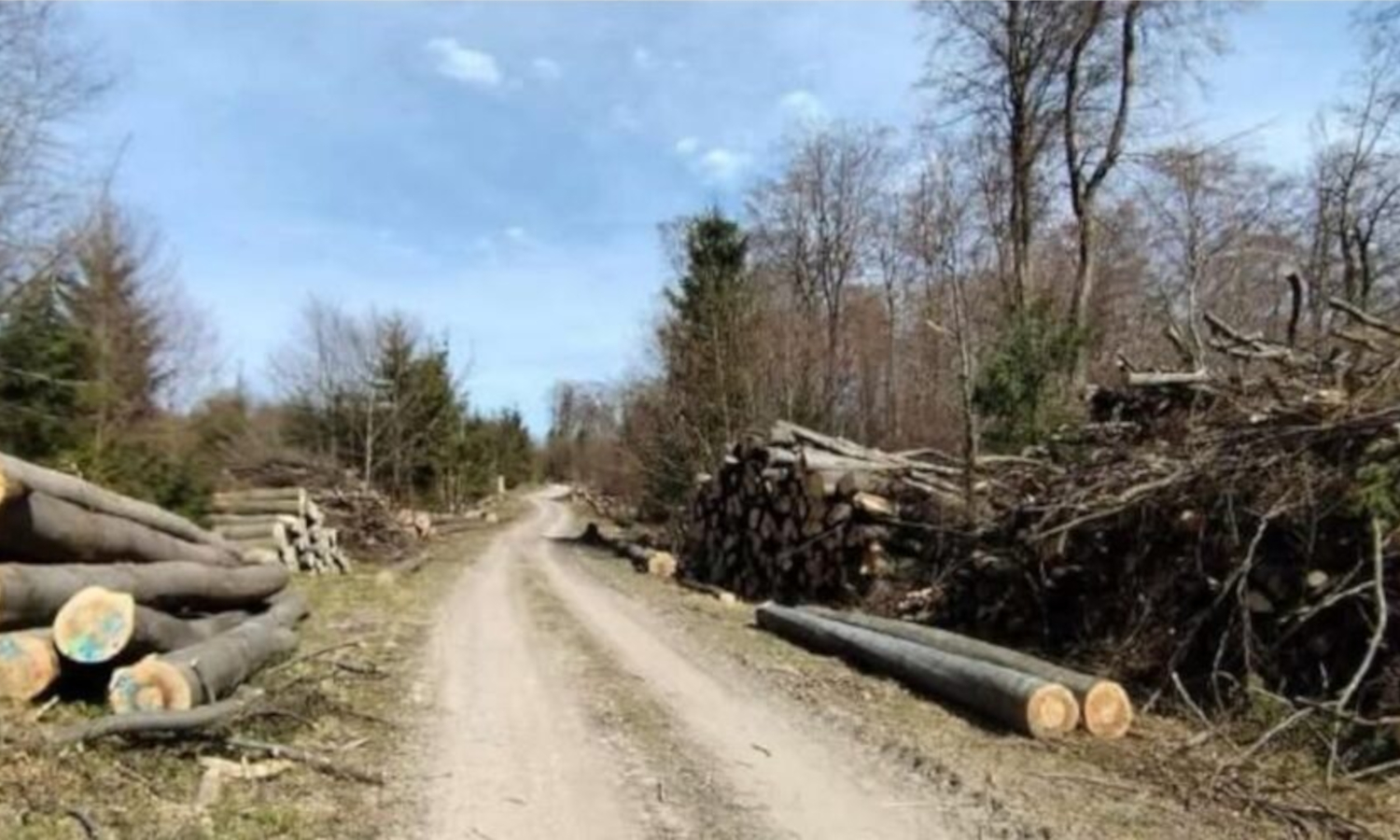 Ekologia po niemiecku: ten las ma tysiące lat i wycinają go pod wiatraki