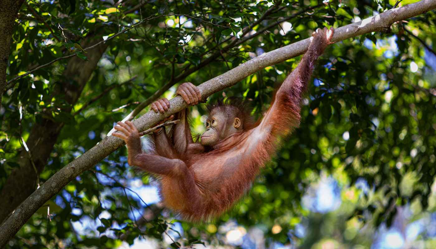 Stał się cud wśród zwierząt. Chodzi o zagrożone wyginięciem orangutany