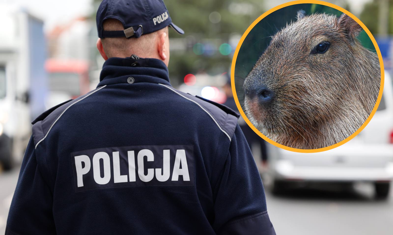 15-letni haker przyłapany z kapibarą. 109 czynów karalnych