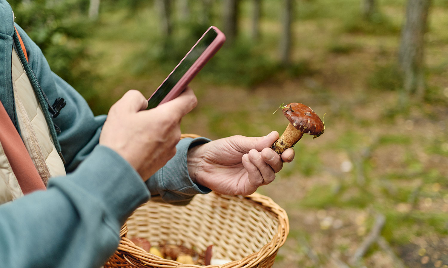 Chodzi o naładowany telefon, ale nie tylko. Policja apeluje do grzybiarzy