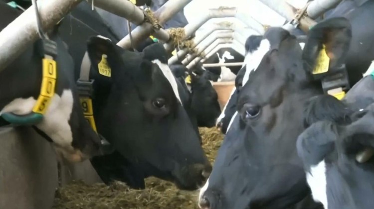 Brytyjskie krowy testują 5G - wciąż są zdrowe i dają mleko