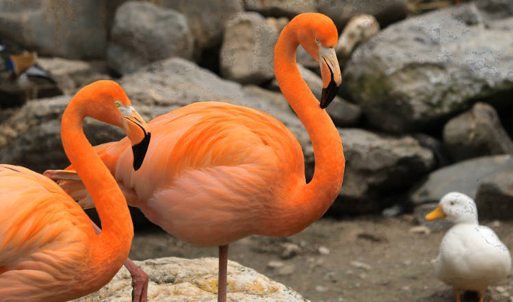 „Za darmo” w Orange Free na kartę, czyli zabójcza pułapka numeru 131
