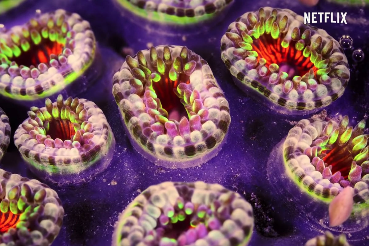 Netflix: #ZostańWDomu i oglądaj filmy dokumentalne za darmo