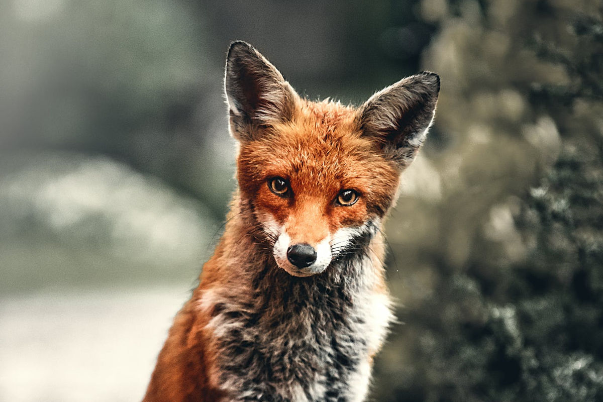 Firefox 76 poprawił menedżera haseł. Teraz powiadomi o wycieku danych