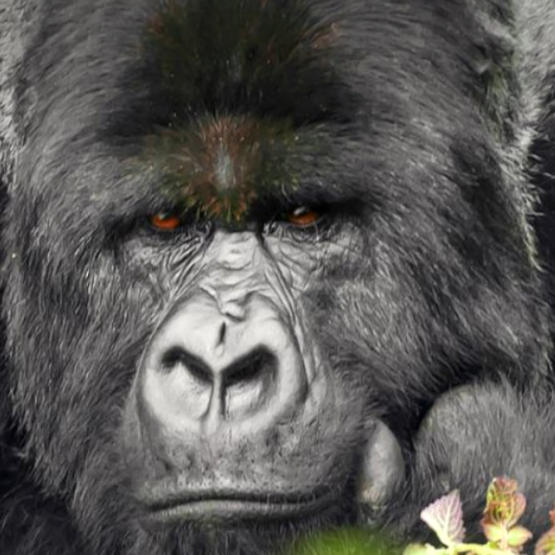 Gorilla Glass Victus wytrzyma upadki z 2 metrów. Nowe szkło firmy Corning