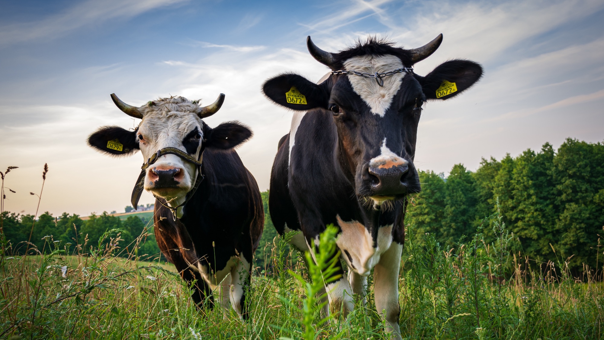 Tucows.com wyłączona. To koniec epoki programów shareware