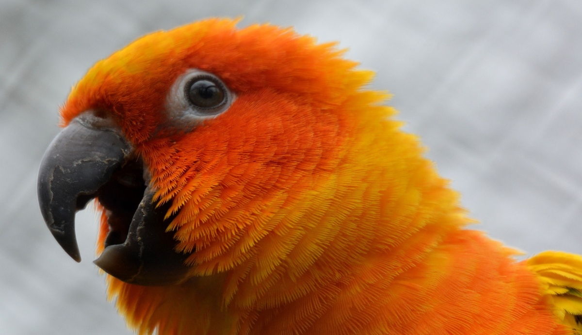 W marcu w Orange wejdzie kilka zmian. Będzie trochę drożej, ale i sporo taniej