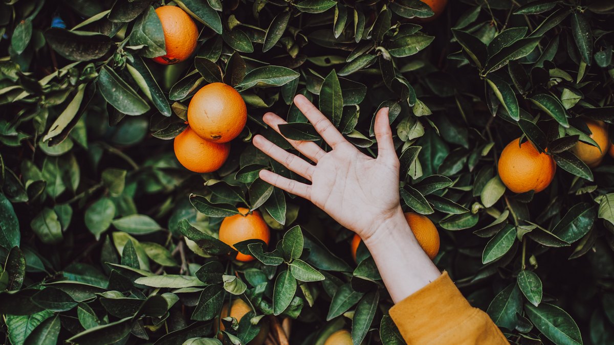 Orange: w 2024 roku co czwarta sprzedaż odbędzie się cyfrowo