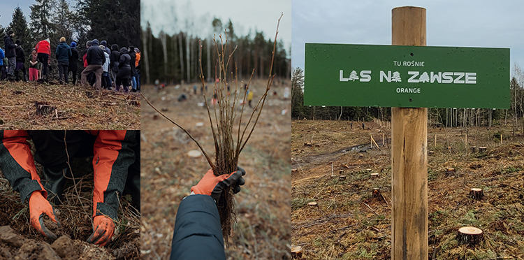 Orange zasadził dzięki klientom ponad 5,5 ha nowego lasu