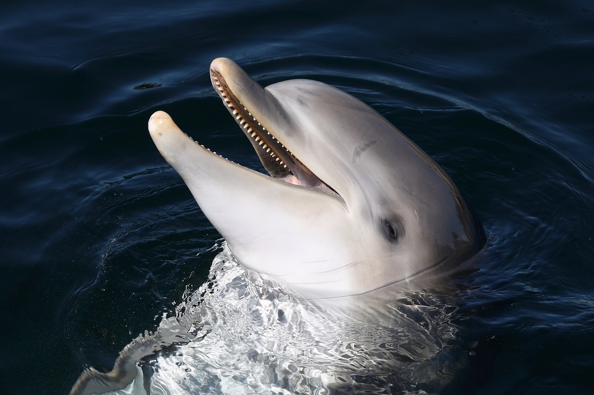 Bądź jak delfin. Nauczysz się w raptem 10 tygodni