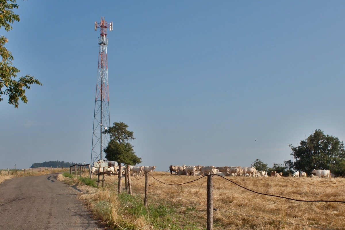 Postawili maszt telefonii komórkowej. Padło 40 krów