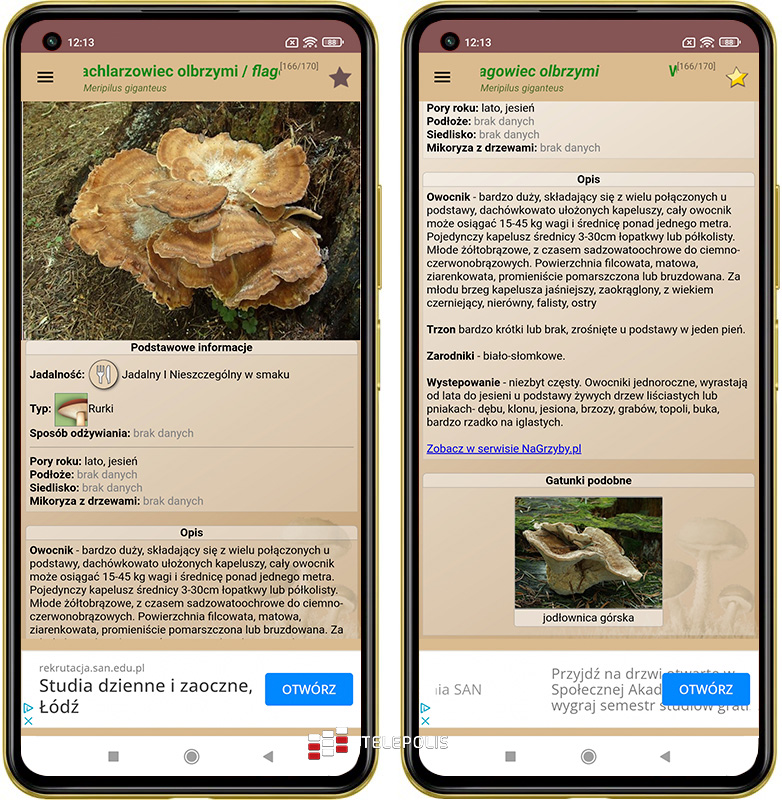 Gdzie na grzyby? Jadalny czy trujący? Te aplikacje mają odpowiedź