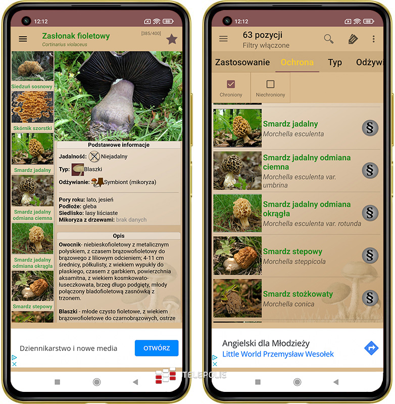 Gdzie na grzyby? Jadalny czy trujący? Te aplikacje mają odpowiedź