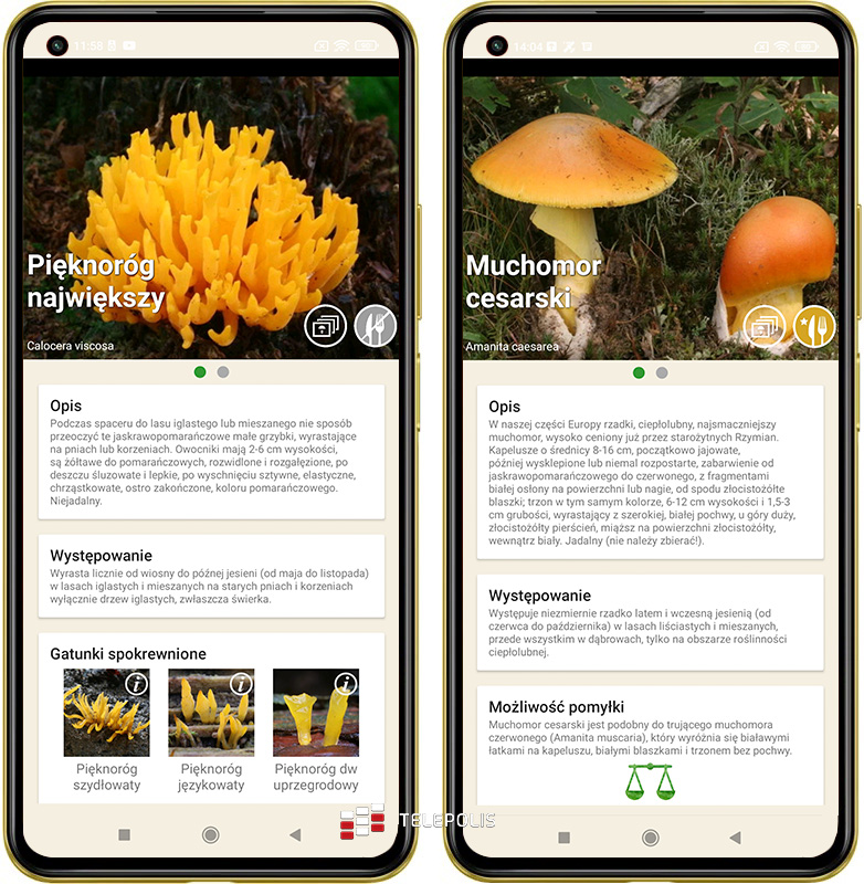Gdzie na grzyby? Jadalny czy trujący? Te aplikacje mają odpowiedź