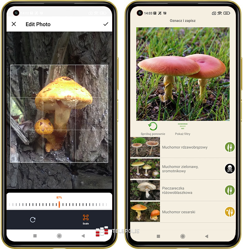 Gdzie na grzyby? Jadalny czy trujący? Te aplikacje mają odpowiedź