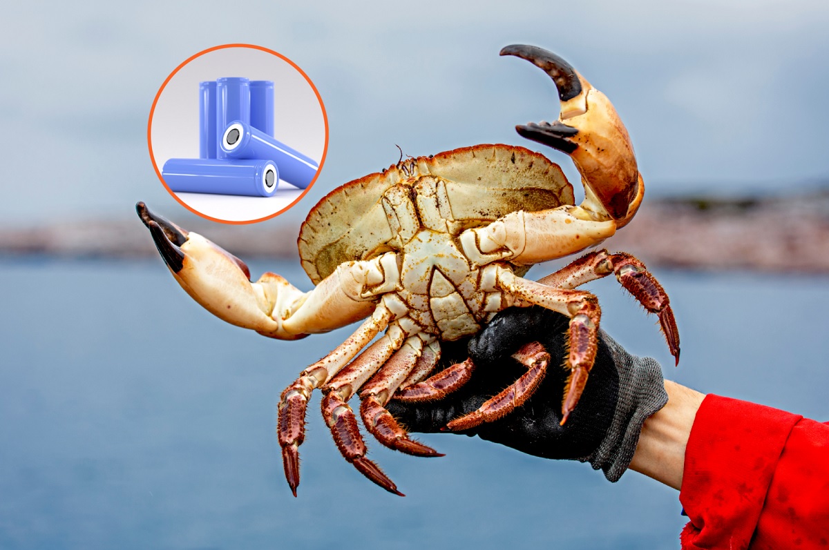 Krab bateria. Szalona teoria staje się faktem