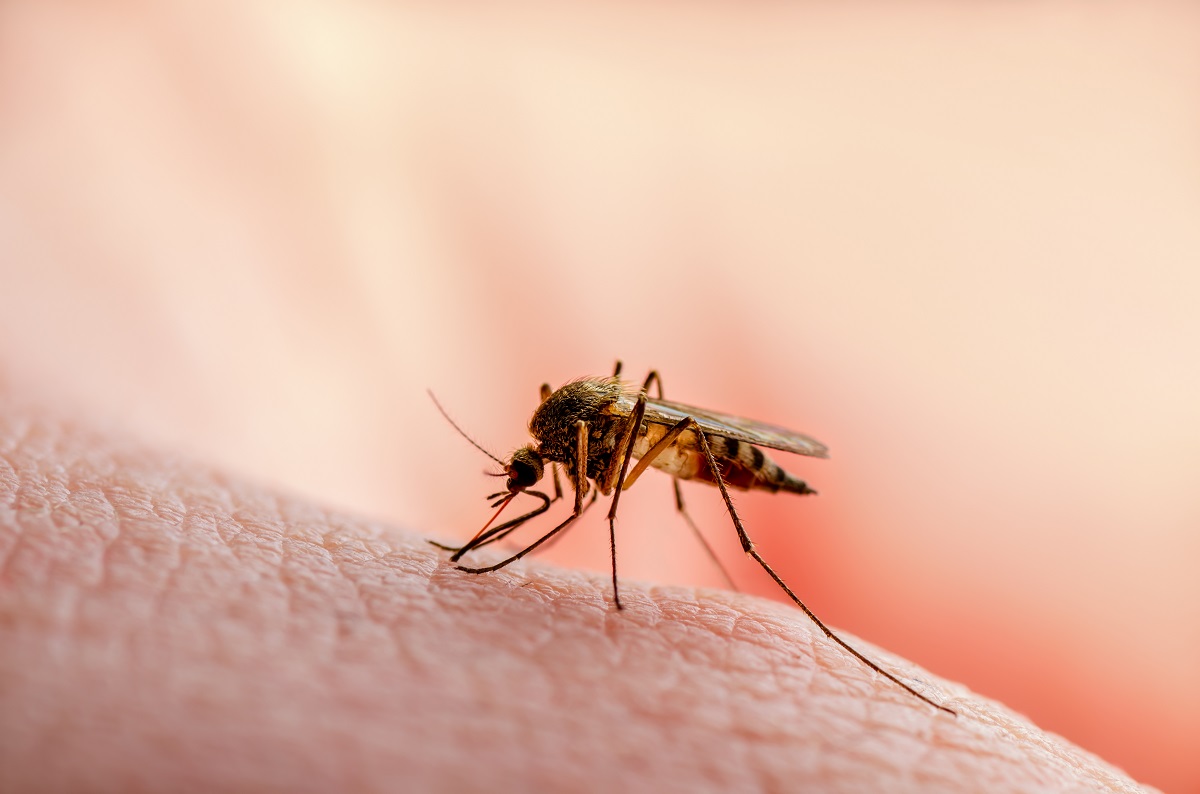 Komary są bez szans. Naukowcy znaleźli sposób na ugryzienia