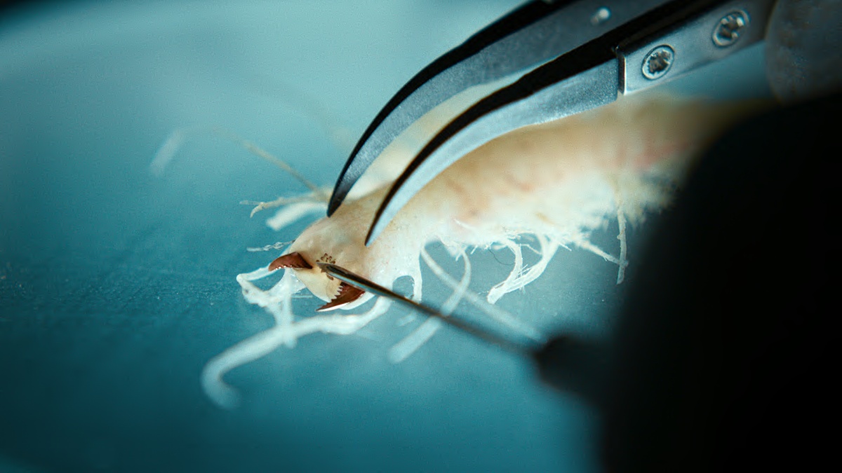 Viaplay pokaże „Odwet oceanu”. To nowe dzieło twórców „Gry o tron”