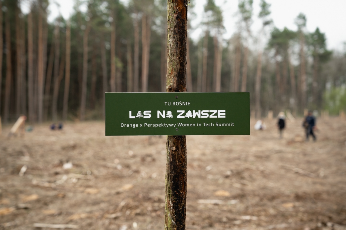 Orange sadzi nowy Las Na Zawsze