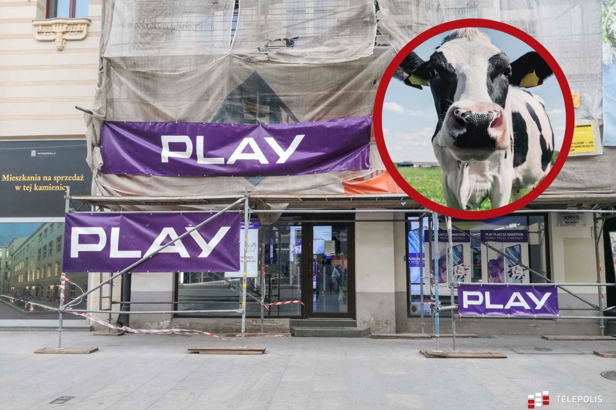 Play ma ciężary we wsi Borzyszewo. Chodzi o krowy
