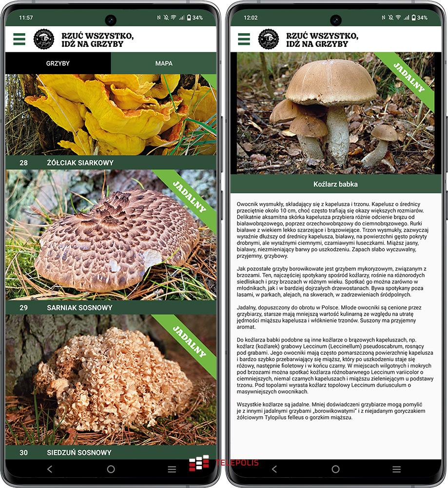 Moc grzybów na wyciągnięcie ręki. Zobacz jakie to łatwe